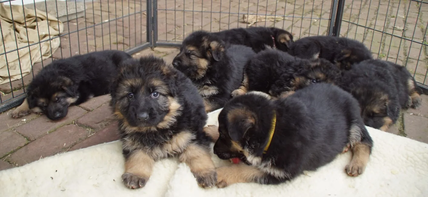 Duitse herder pup