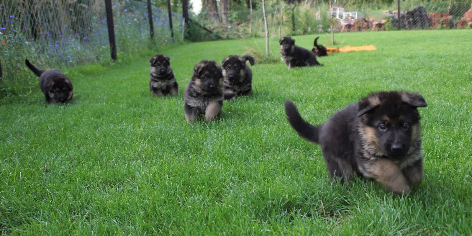 Duitse herder pup