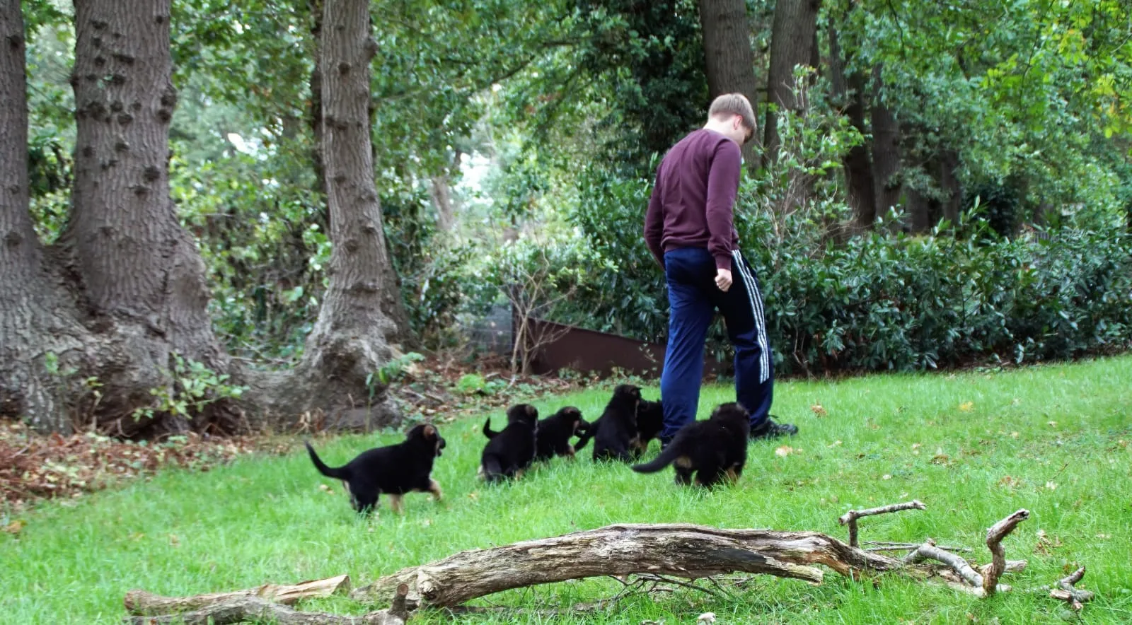 Duitse herder pup