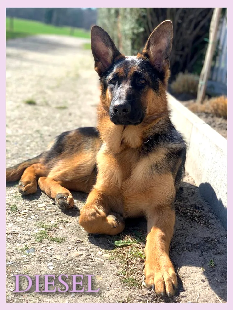 Duitse herder pup