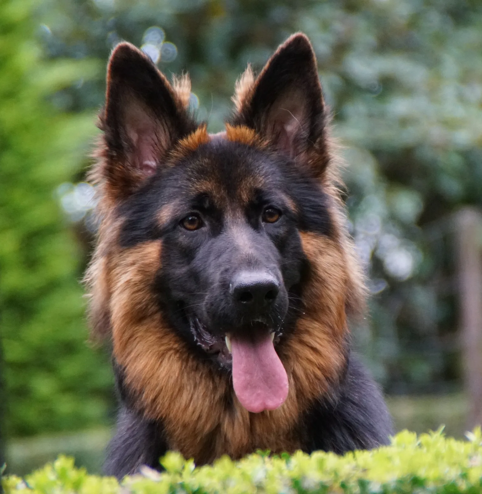 Duitse herder pup
