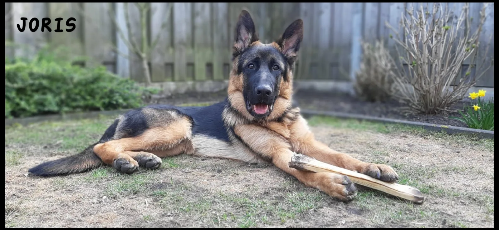 Duitse herder pup