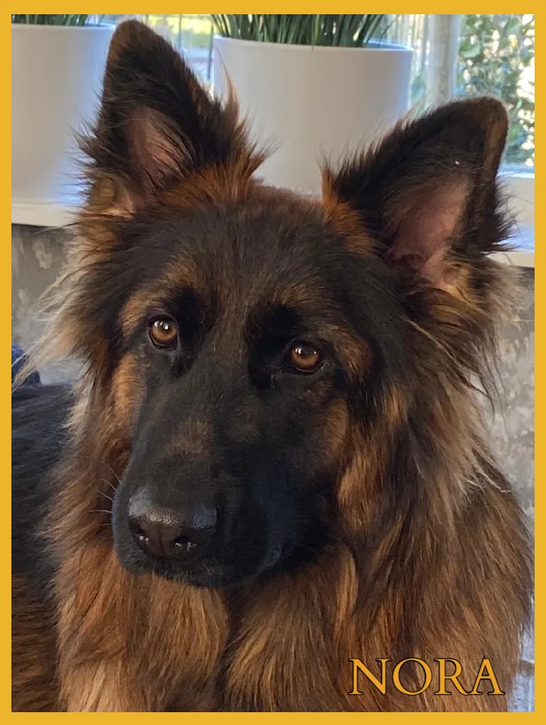 Duitse herder pup