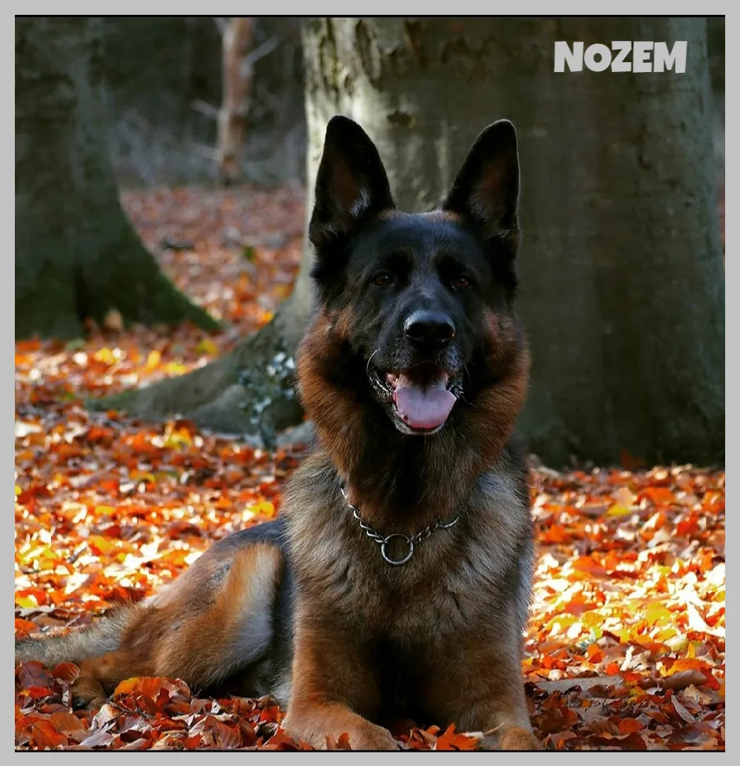 Duitse herder pup