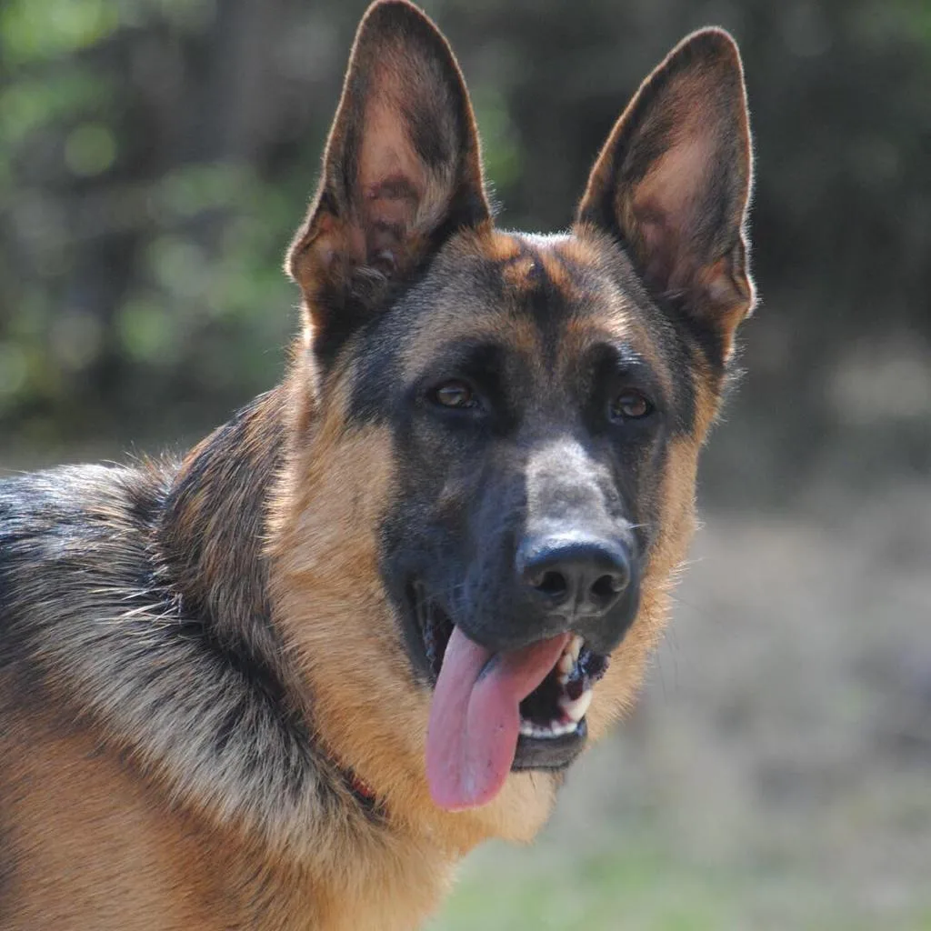 Duitse herder pup