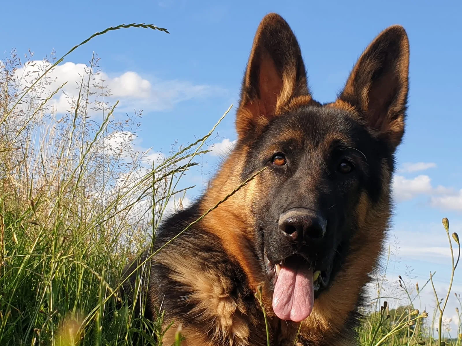 Duitse herder pup