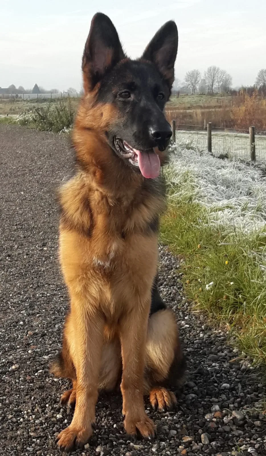 Duitse herder pup