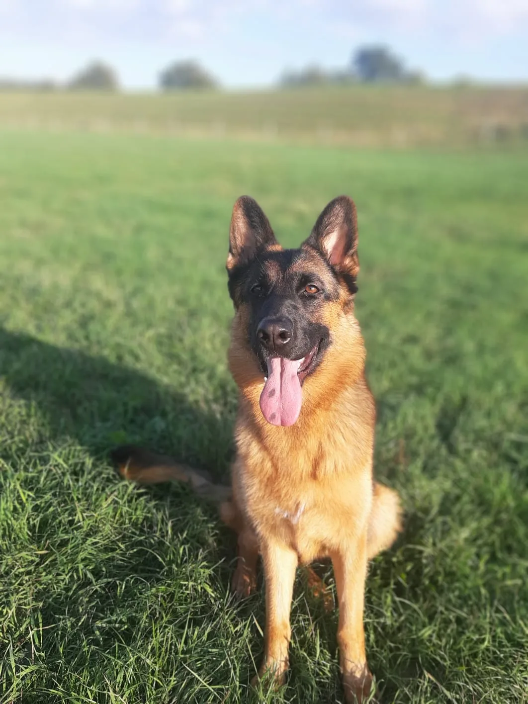Duitse herder pup