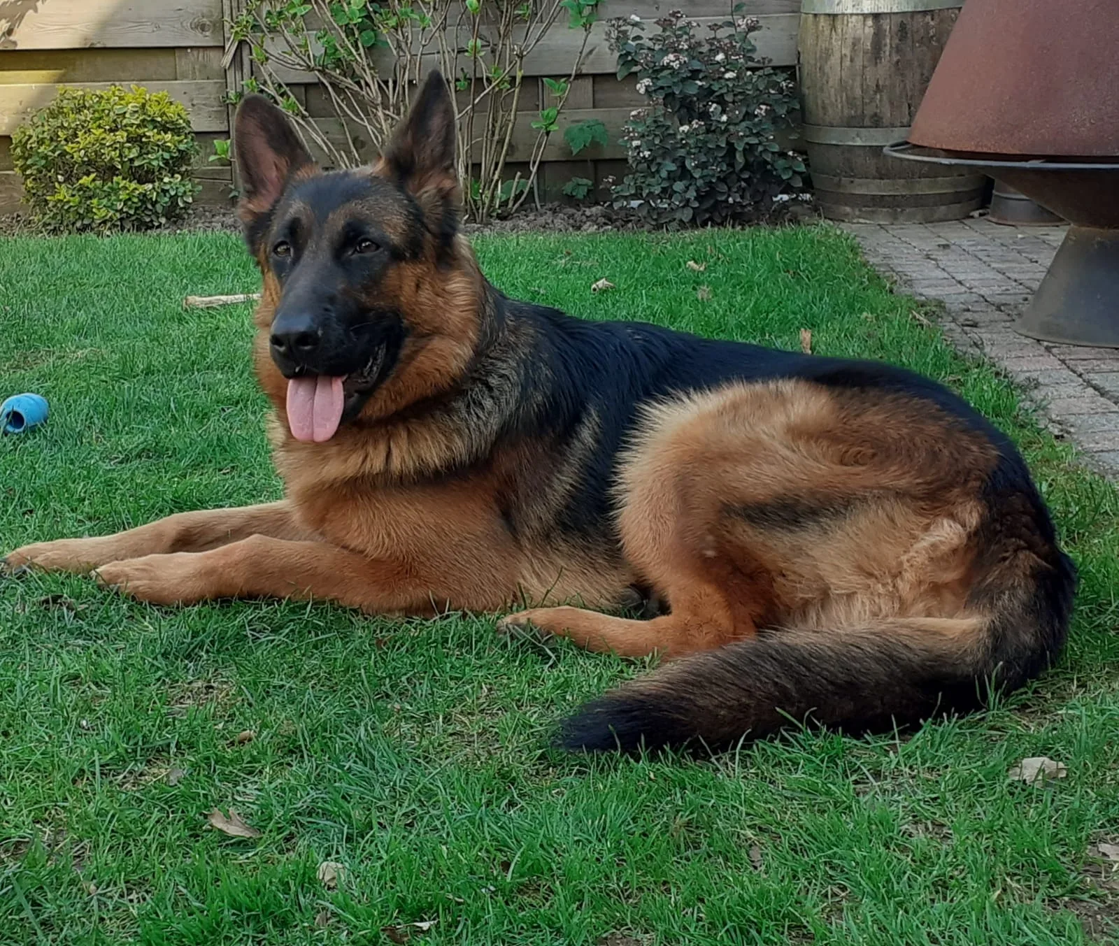 Duitse herder pup