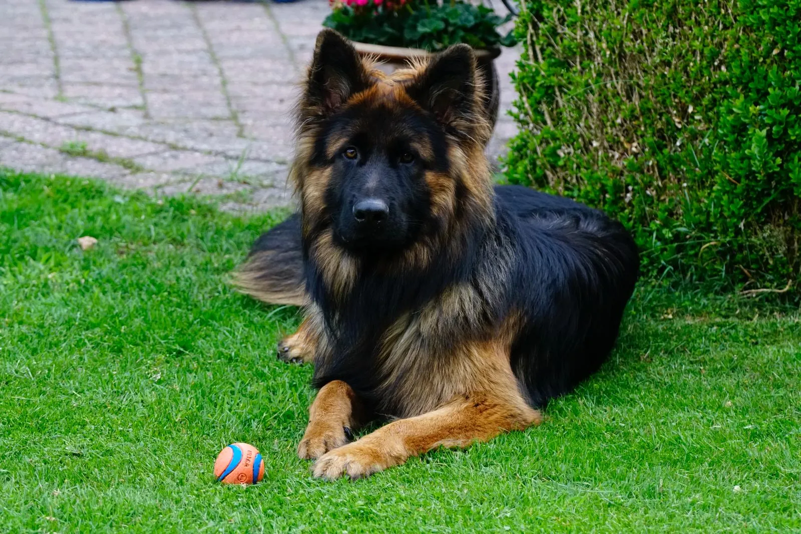 Duitse herder pup