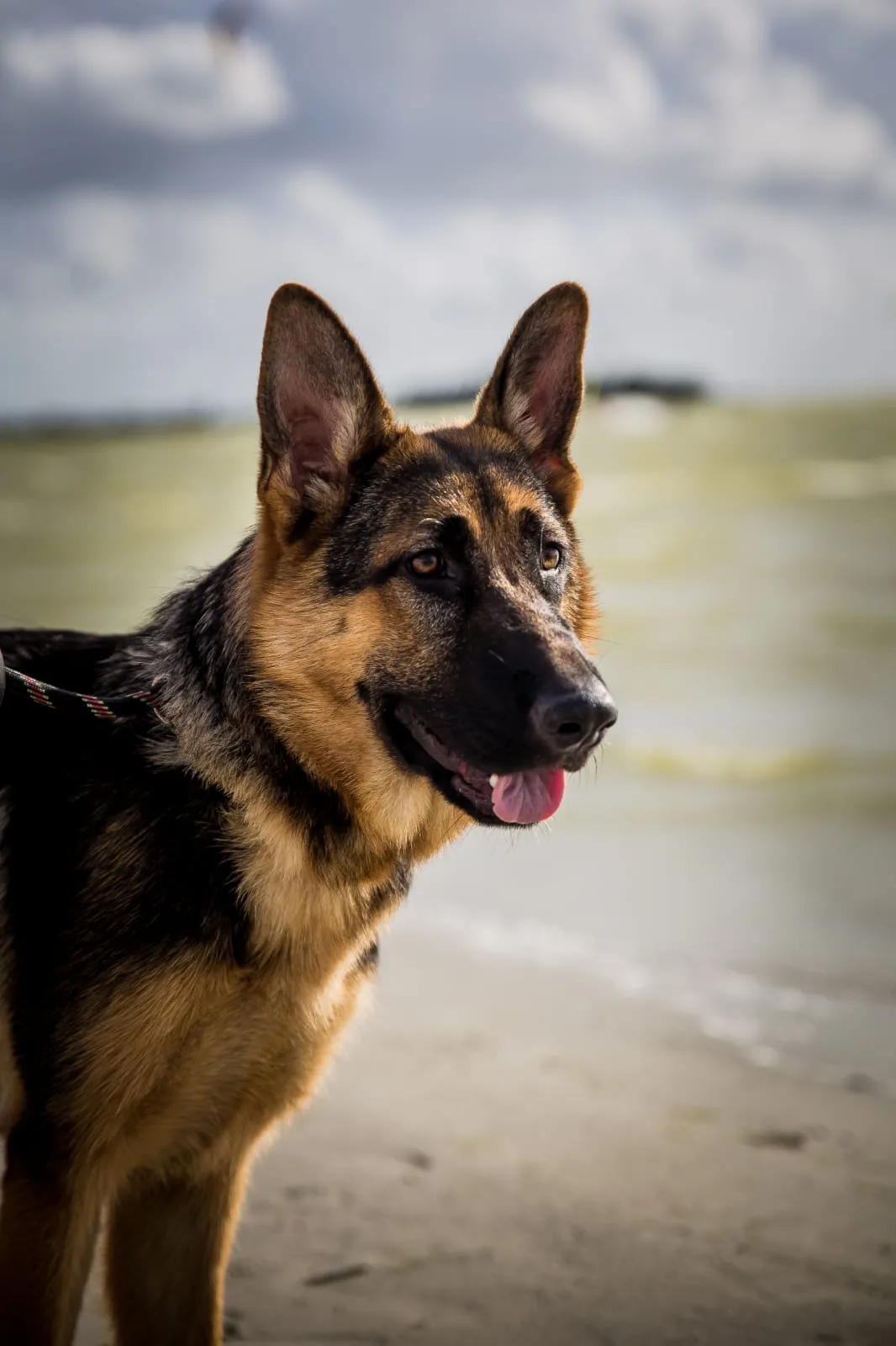 Duitse herder pup