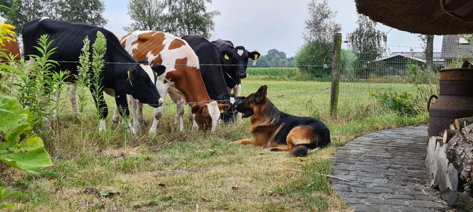 Duitse herder pup