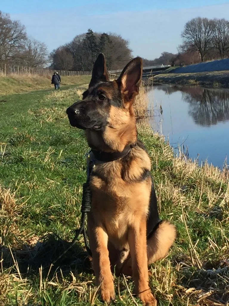 Duitse herder pup