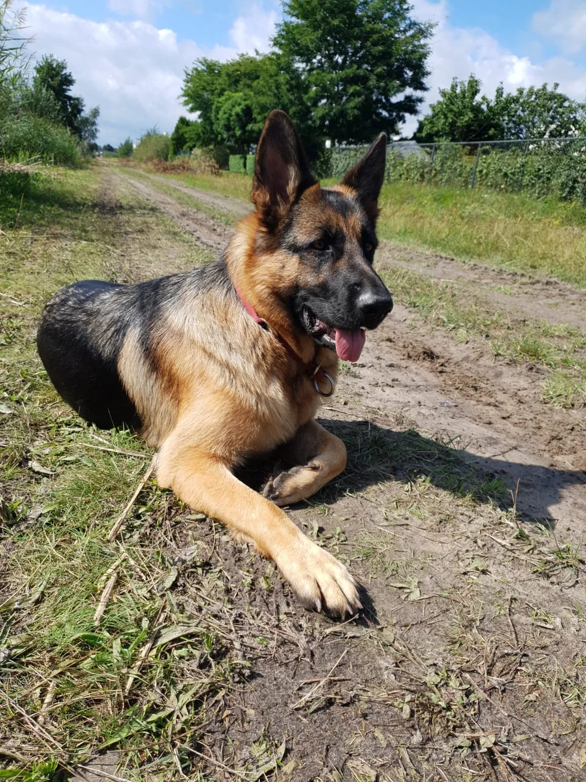Duitse herder pup