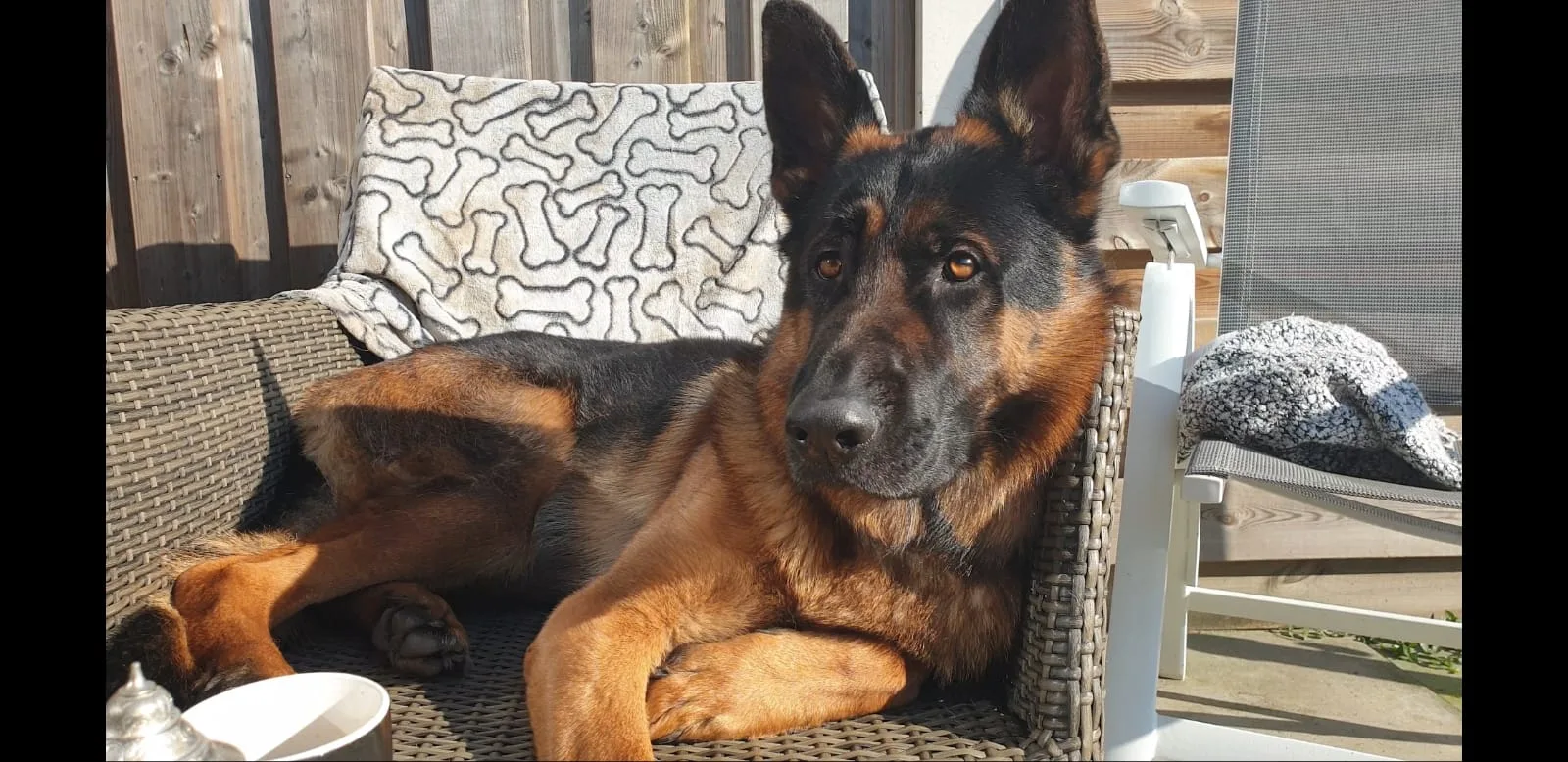 Duitse herder pup