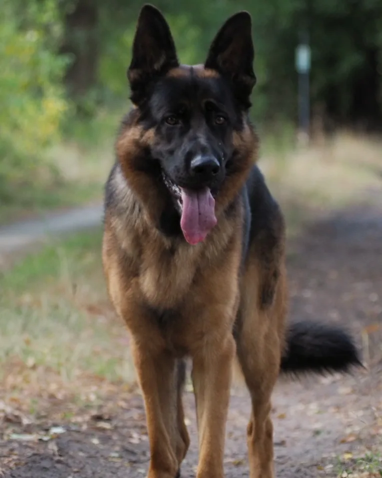 Duitse herder pup
