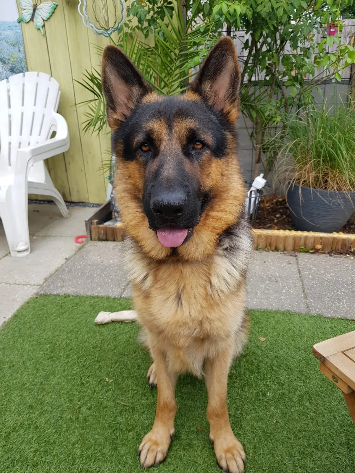 Duitse herder pup