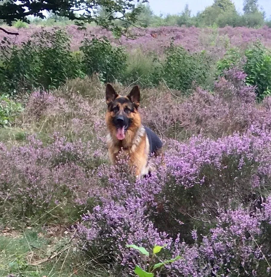 Duitse herder pup