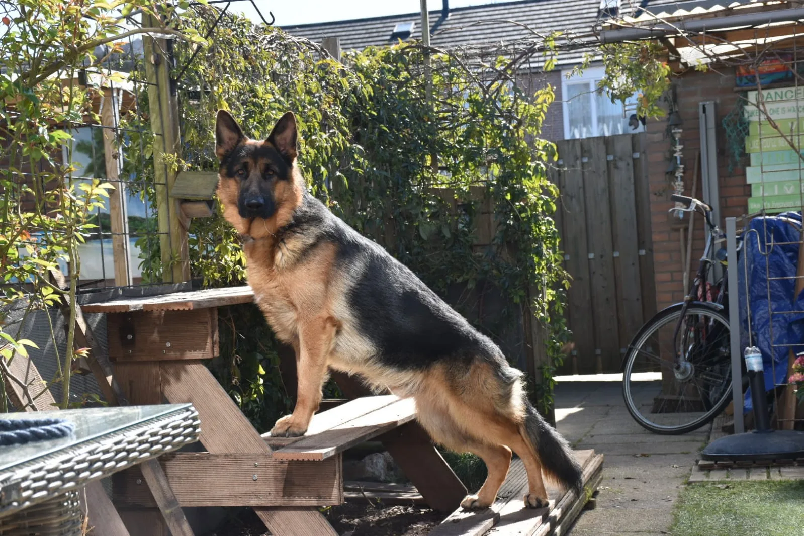 Duitse herder pup