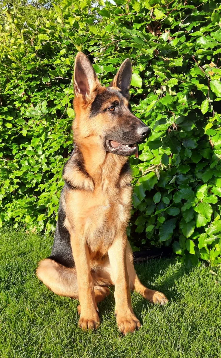 Duitse herder pup