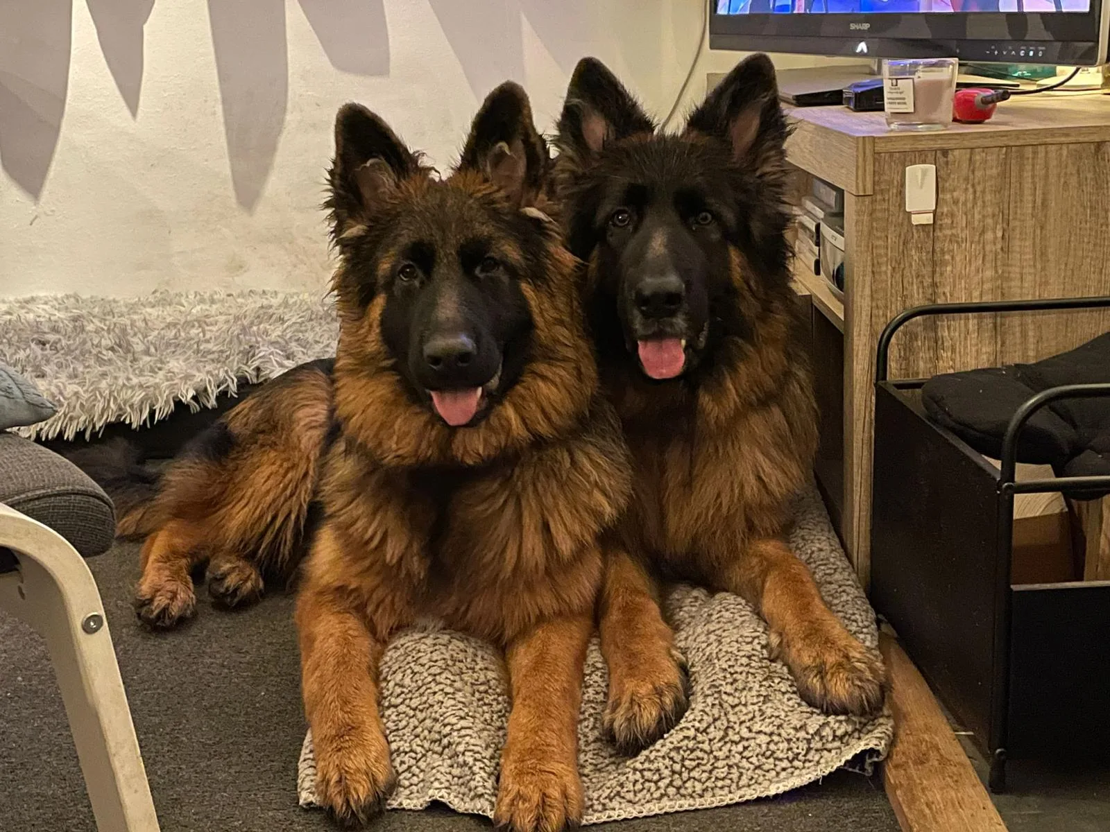 Duitse herder pup