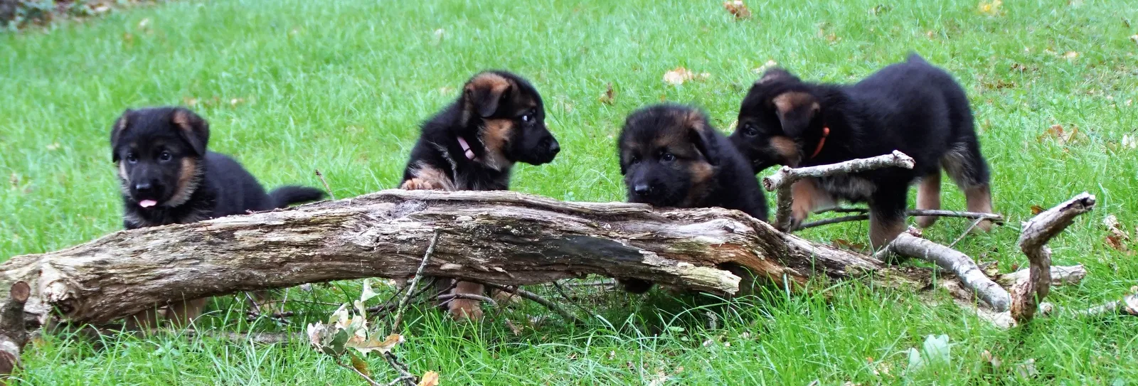 Duitse herder puppies buiten