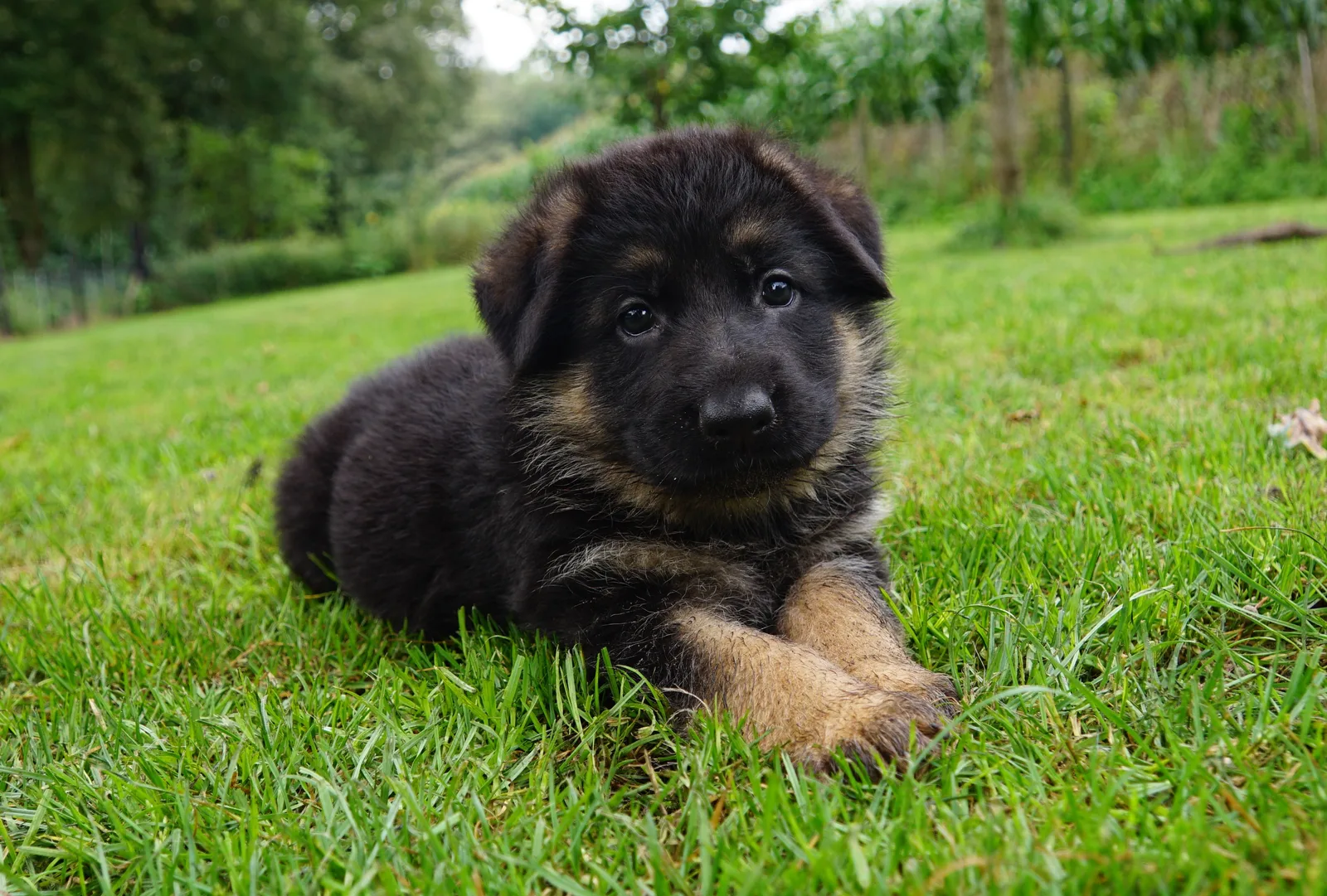 Duitse herder Ravi