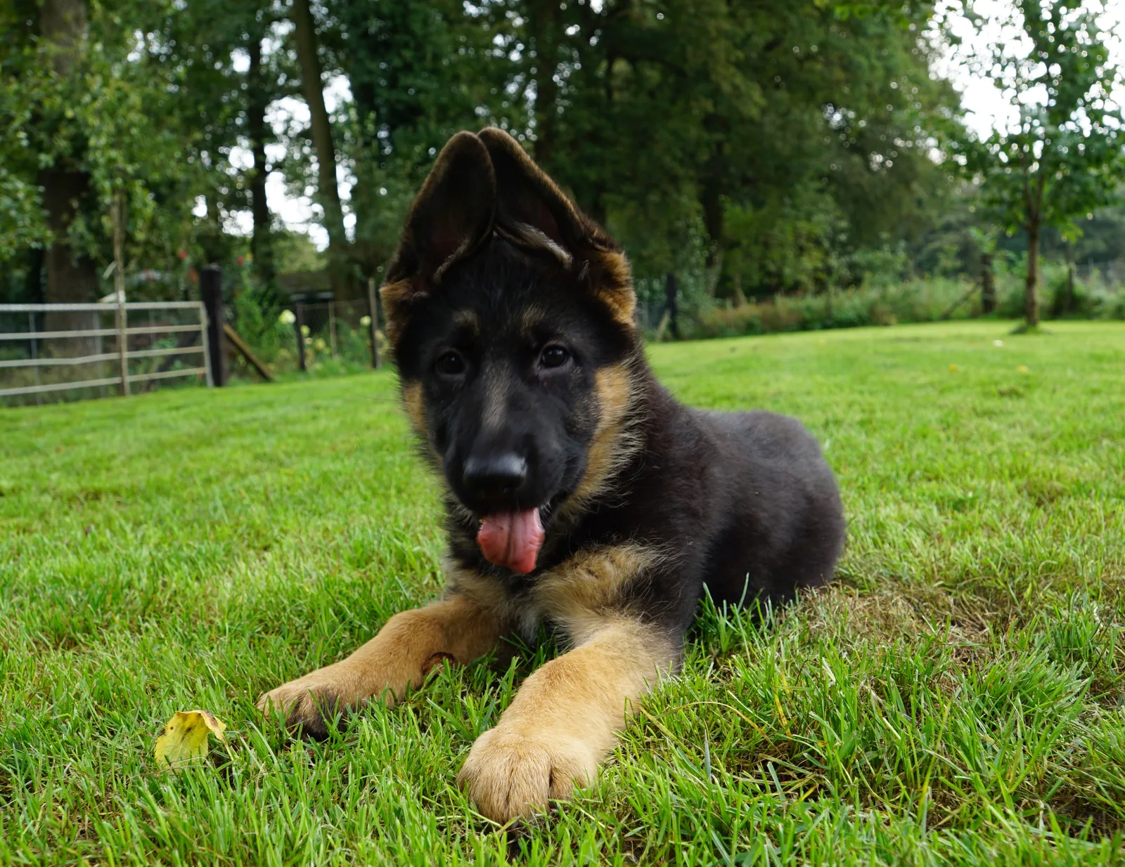 Duitse herder Ravi
