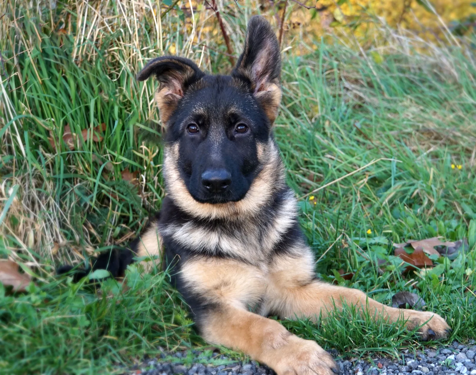 Duitse herder Ravi