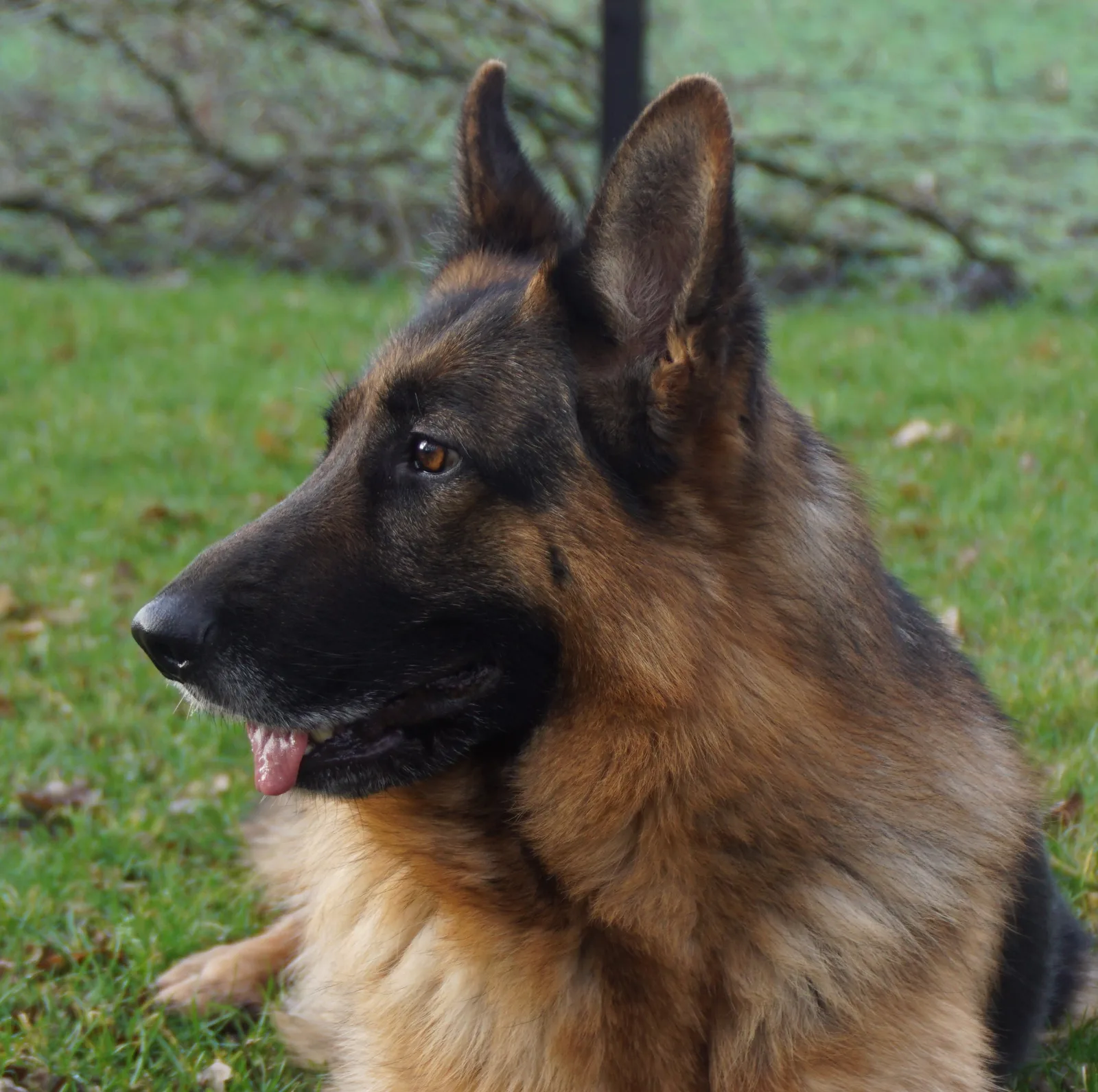 Duitse herder Haylo